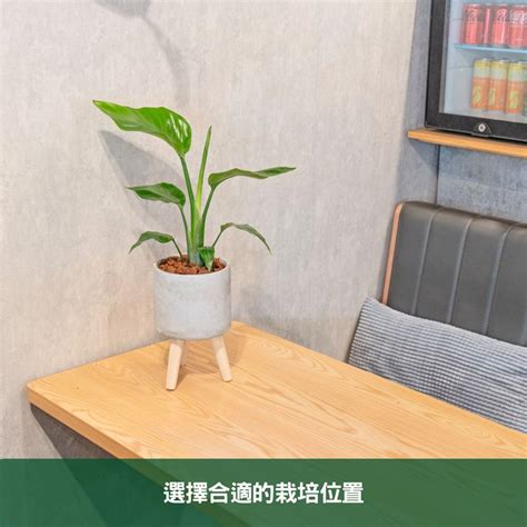 天堂鳥種植方法|天堂鳥植物完全栽培指南 從選擇到養護 